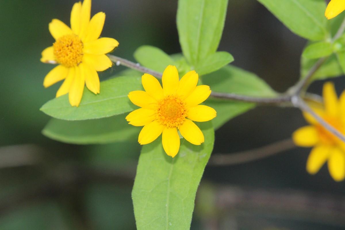 Melampodium divaricatum (Rich.) DC.